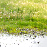 septic system repairs in lakeland fl